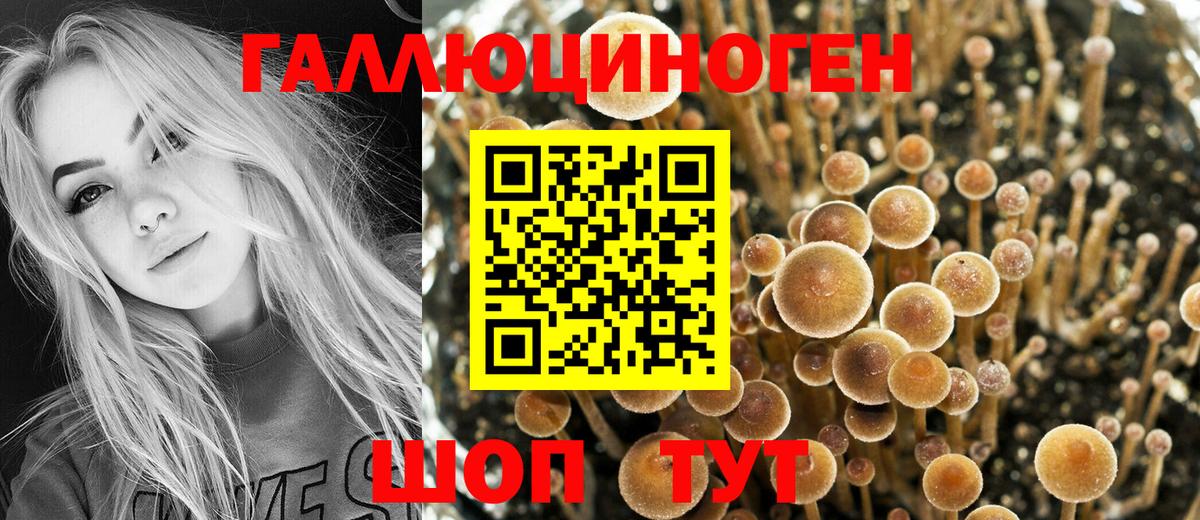 Псилоцибиновые грибы Psilocybe Брянск